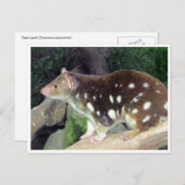 Tigerquoll Postkarte (Vorne/Hinten)