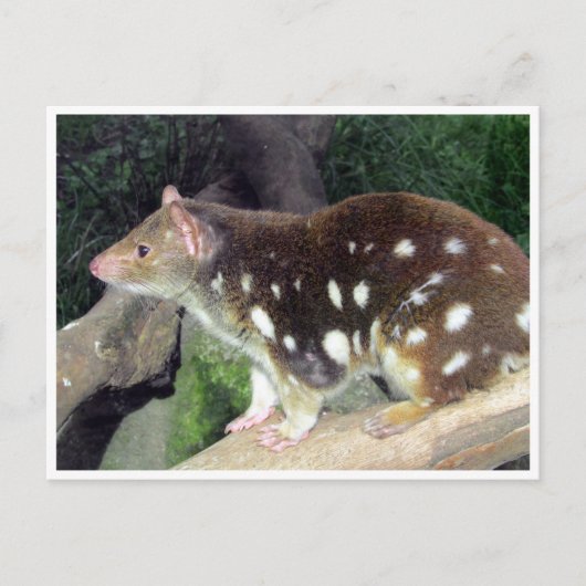 Tigerquoll Postkarte (Vorderseite)