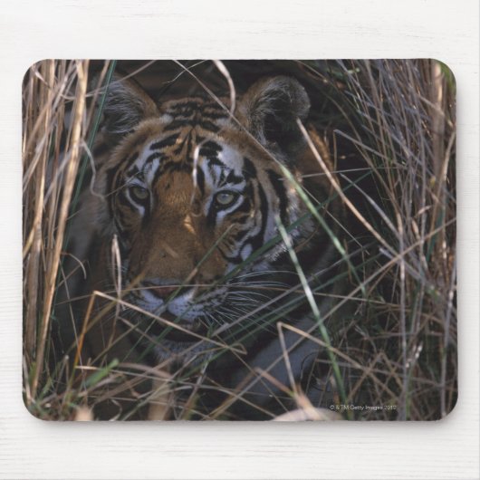 Tigerreklines in Großgras Mousepad (Vorne)