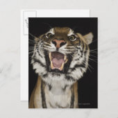 Tigerrost 2 postkarte (Vorne/Hinten)