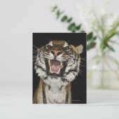 Tigerrost 2 postkarte (Stehend Vorderseite)