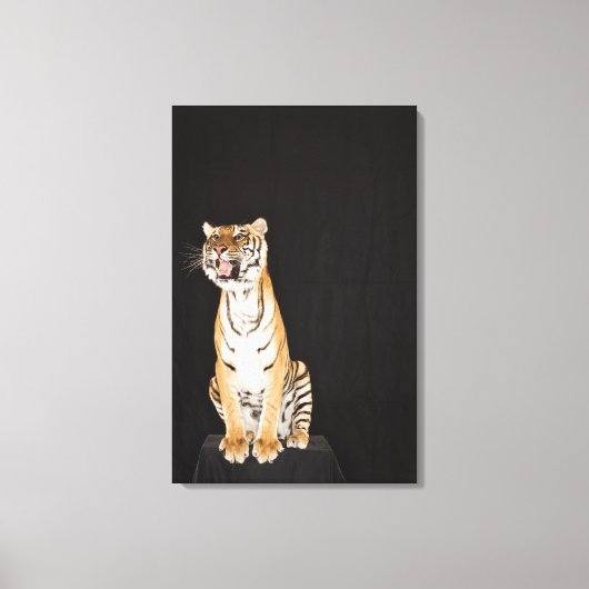 Tigerrost Leinwanddruck (Vorderseite)