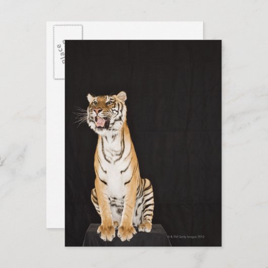 Tigerrost Postkarte (Vorne/Hinten)
