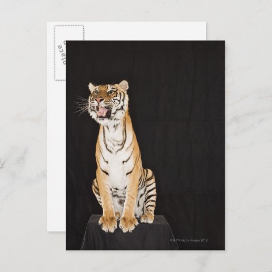 Tigerrost Postkarte (Vorne/Hinten)