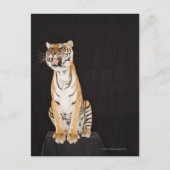Tigerrost Postkarte (Vorderseite)