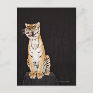 Tigerrost Postkarte