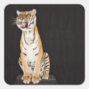 Tigerrost Quadratischer Aufkleber