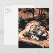 Tigerruhe Postkarte (Vorne/Hinten)