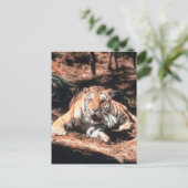 Tigerruhe Postkarte (Stehend Vorderseite)