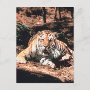 Tigerruhe Postkarte