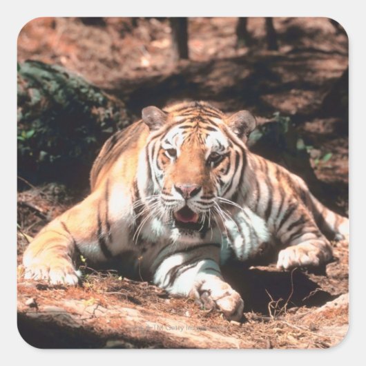 Tigerruhe Quadratischer Aufkleber (Vorderseite)