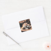 Tigerruhe Quadratischer Aufkleber (Umschlag)
