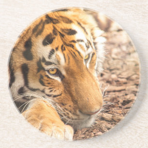 Tigerruhe Sandstein Untersetzer