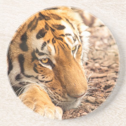 Tigerruhe Sandstein Untersetzer (Vorne)