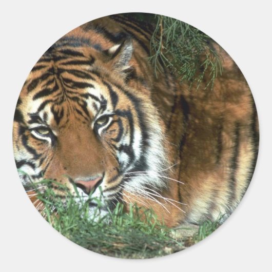 Tigerrutschkopf auf Nebel Runder Aufkleber (Vorderseite)