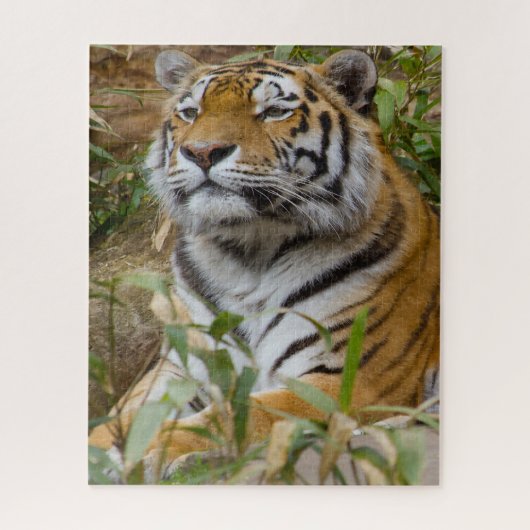 Tigers Big Cats. Puzzle (Vertikal)