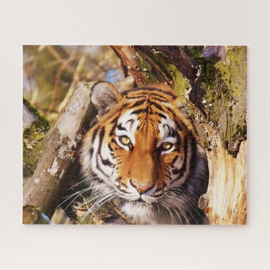Tigers Big Cats. Puzzle (Horizontal)