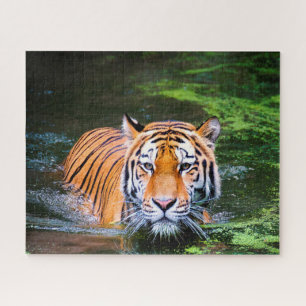 Tigers Big Cats. Puzzle