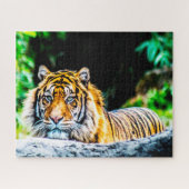 Tigers Big Cats. Puzzle (Horizontal)