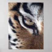 Tigers Eye Foto Poster (Vorne)