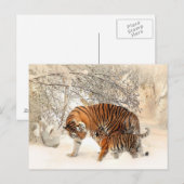 Tigers Familienmama Sohn Postkarte (Vorne/Hinten)