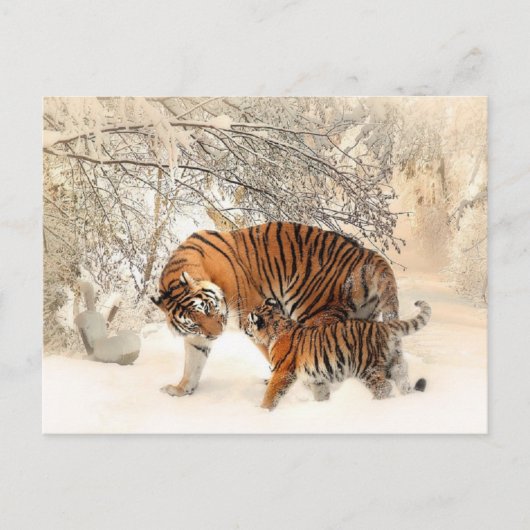 Tigers Familienmama Sohn Postkarte (Vorderseite)