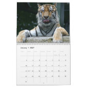 Tigers Fotografien 12 Monate Kalender (Jan 2027)