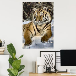 Tigers Lovers Art Poster