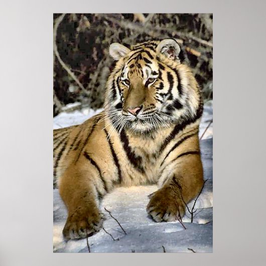 Tigers Lovers Art Poster (Vorne)