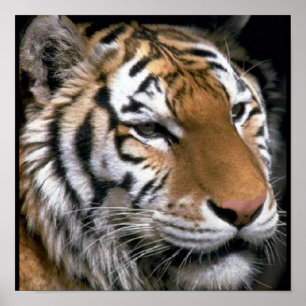 Tigers Lovers Art Poster