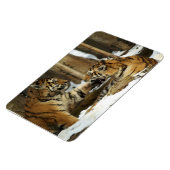 Tigers Magnet (Linke Seite)