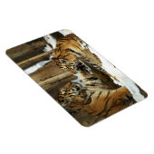 Tigers Magnet (Rechte Seite)