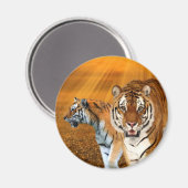 Tigers Magnet (Vorderseite/Rückseite)
