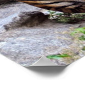 Tigers, male and female, poster (Ecke)