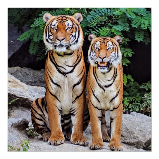 Tigers, male and female, poster (Vorderseite)