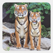 Tigers, male and female, quadratischer aufkleber (Vorderseite)