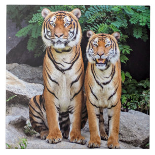 Tigers, männlich und weiblich, fliese