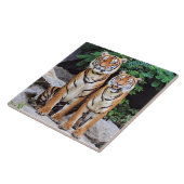 Tigers, männlich und weiblich, fliese (Seite)