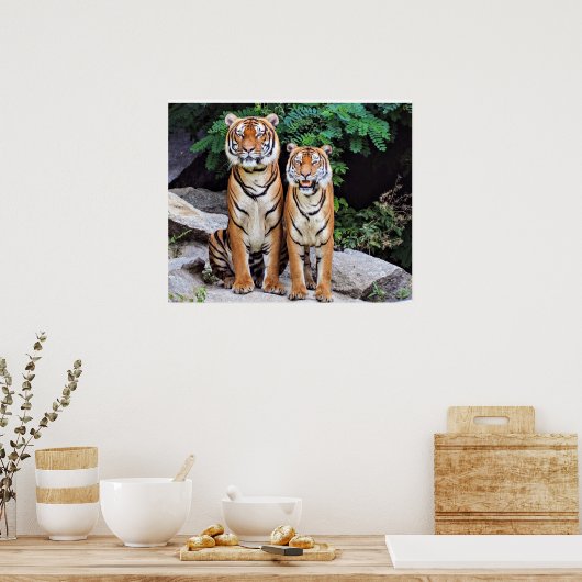 Tigers, männlich und weiblich, poster (Küche)