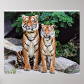 Tigers, männlich und weiblich, poster (Vorne)