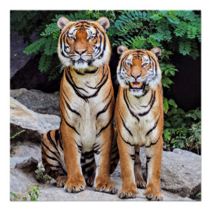 Tigers, männlich und weiblich, poster