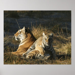 Tigers (Panthera tigris) cub auf seinem Poster