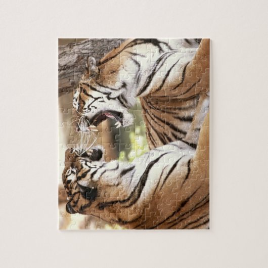 Tigers Puzzle (Vertikal)