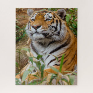 Tigers sind Großkatzen. Puzzle