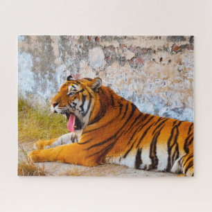 Tigers sind Großkatzen. Puzzle