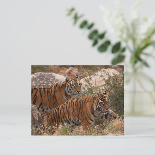 Tigers Two Walking Postkarte (Stehend Vorderseite)