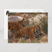 Tigers Two Walking Postkarte (Vorne/Hinten)