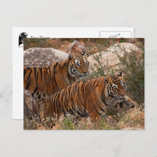 Tigers Two Walking Postkarte (Vorne/Hinten)