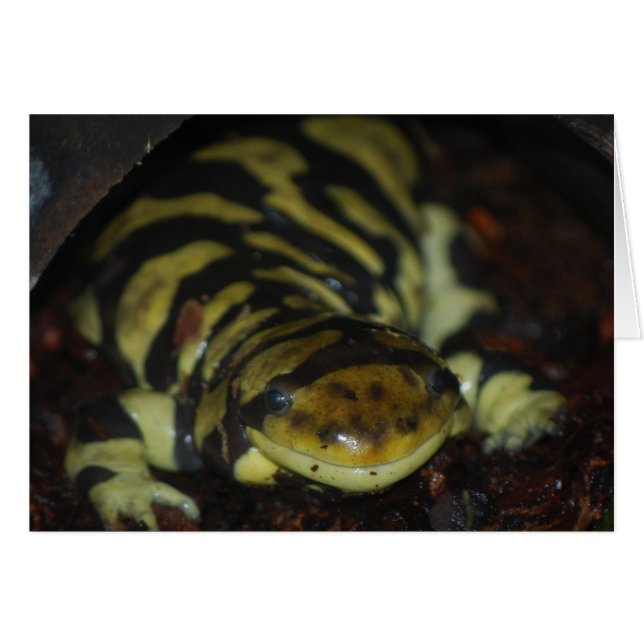 Tigersalamander (Vorderseite (Horizontal))