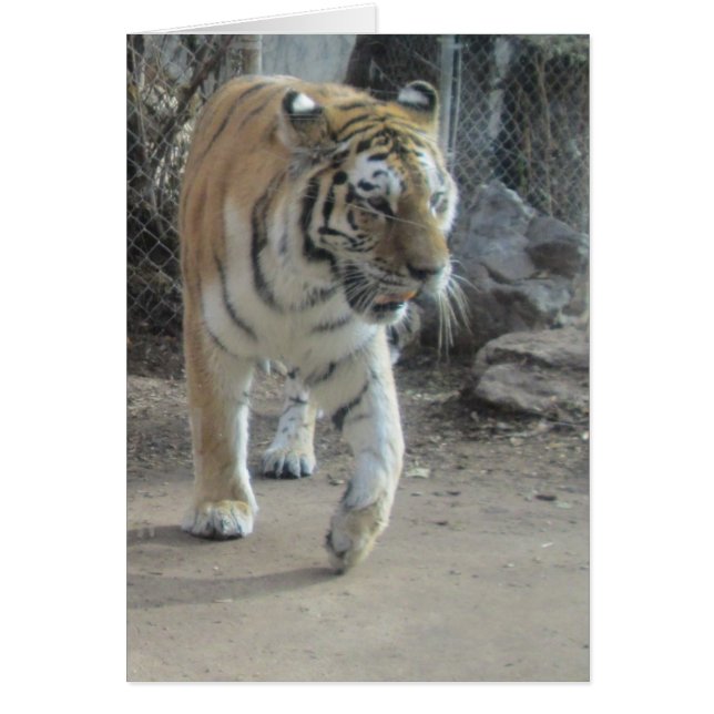 Tigerschwarzkarte (Vorne)